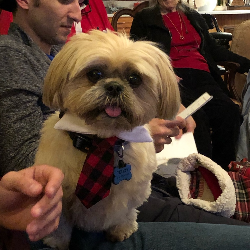 Just posting photos of Teddy as a special request